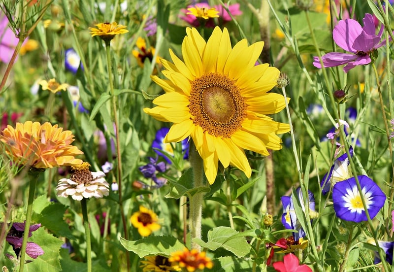 Summer Gardening