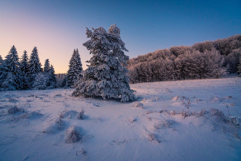 Winter Gardening